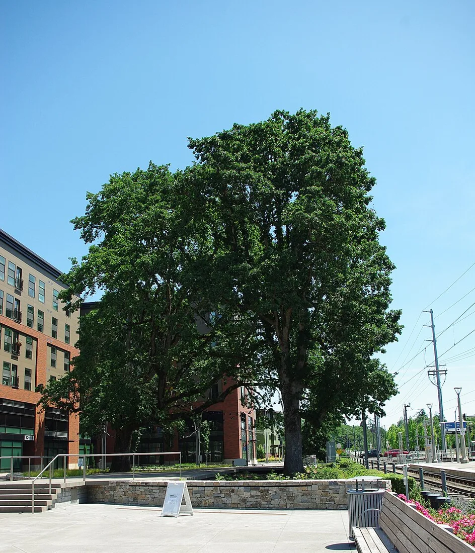 Oak tree and plaza at Orenco Station in Hillsboro, Oregon, photographed June 7, 2016. Location context; Halloween activity is not pictured.
